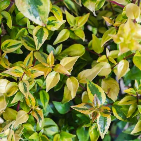 Abelia Kaleidoscope Shrub