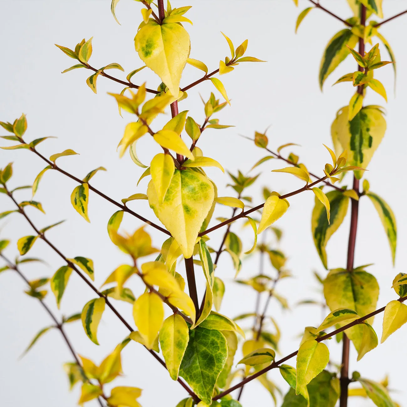 Abelia Kaleidoscope Shrub