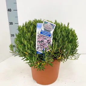 Andromeda polifolia Compacta 23cm Pot 40cm Shrub Plant