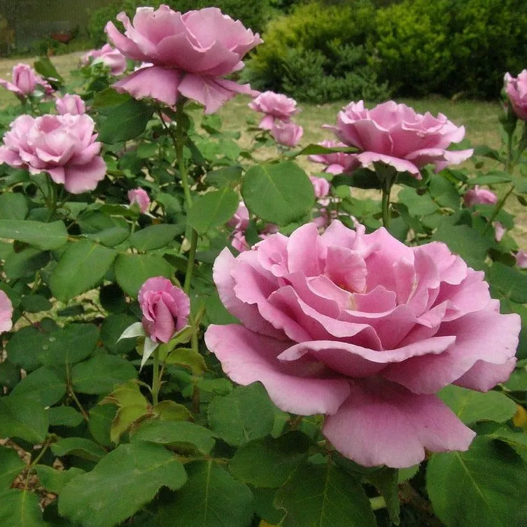 Angel Face Rose Tree