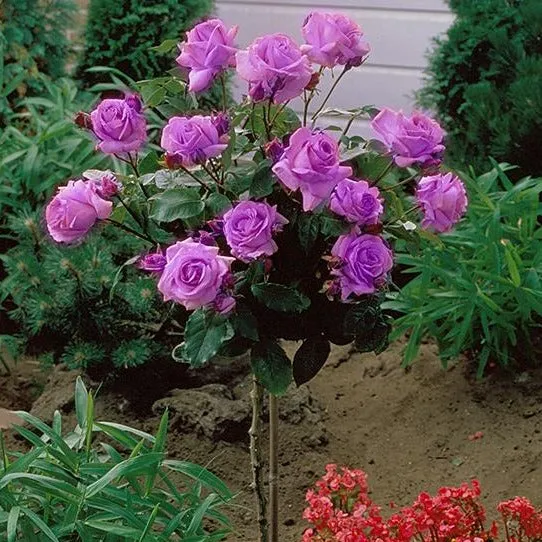 Angel Face Rose Tree