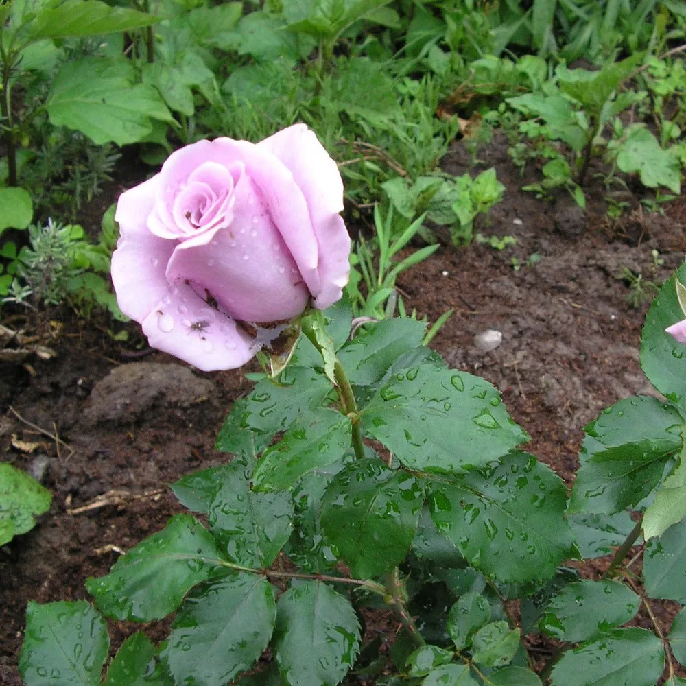 Angel Face Rose Tree