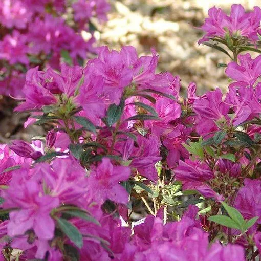 Autumn Amethyst® Encore® Azalea