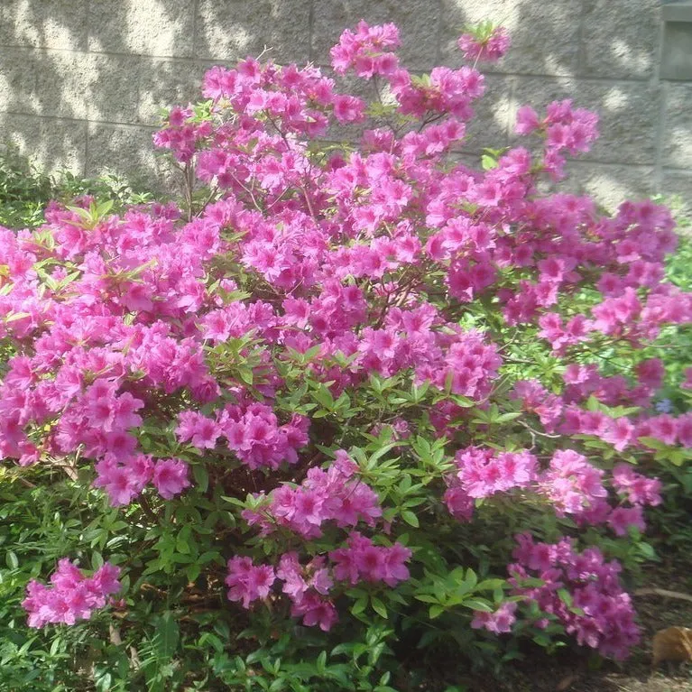 Autumn Amethyst® Encore® Azalea