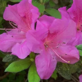 Autumn Amethyst® Encore® Azalea