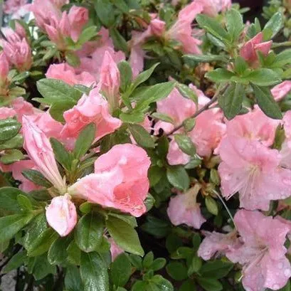 Autumn Debutante® Encore® Azalea