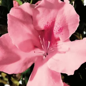 Autumn Debutante® Encore® Azalea