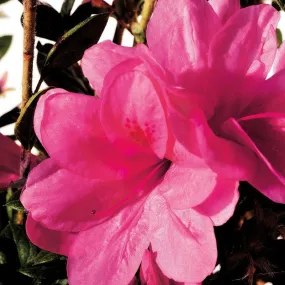 Autumn Empress® Encore® Azalea