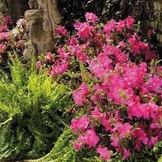 Autumn Empress® Encore® Azalea