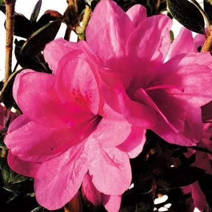 Autumn Empress® Encore® Azalea