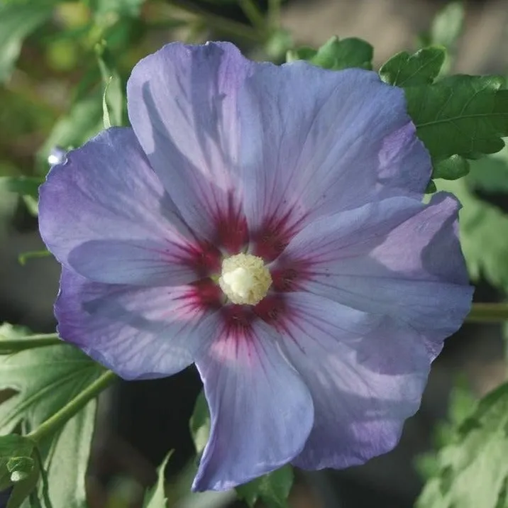 Azurri Blue Satin® Rose of Sharon