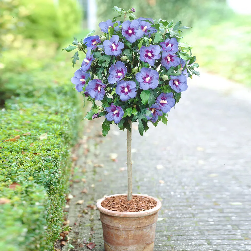 Azurri Blue Satin® Rose of Sharon