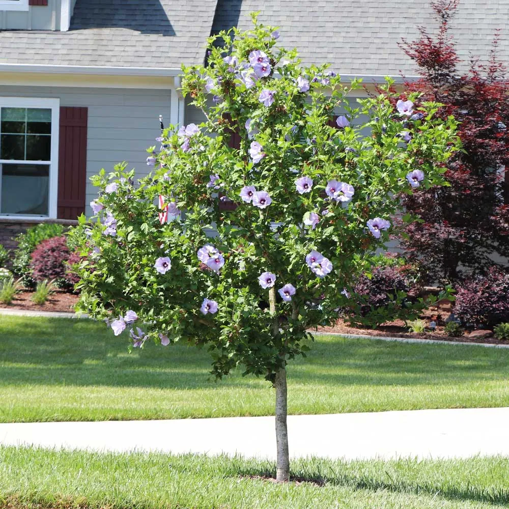 Azurri Blue Satin® Rose of Sharon