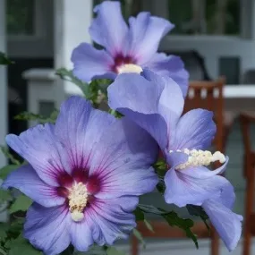 Azurri Blue Satin® Rose of Sharon