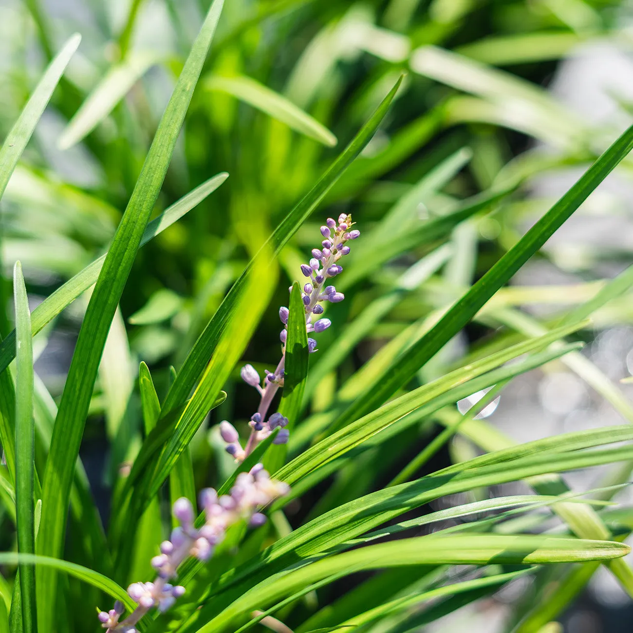 Big Blue Liriope Plant