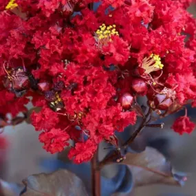 Black Diamond Red Hot Crape Myrtle