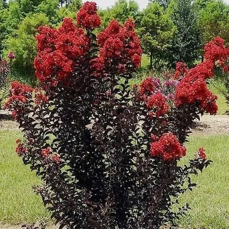 Black Diamond Red Hot Crape Myrtle