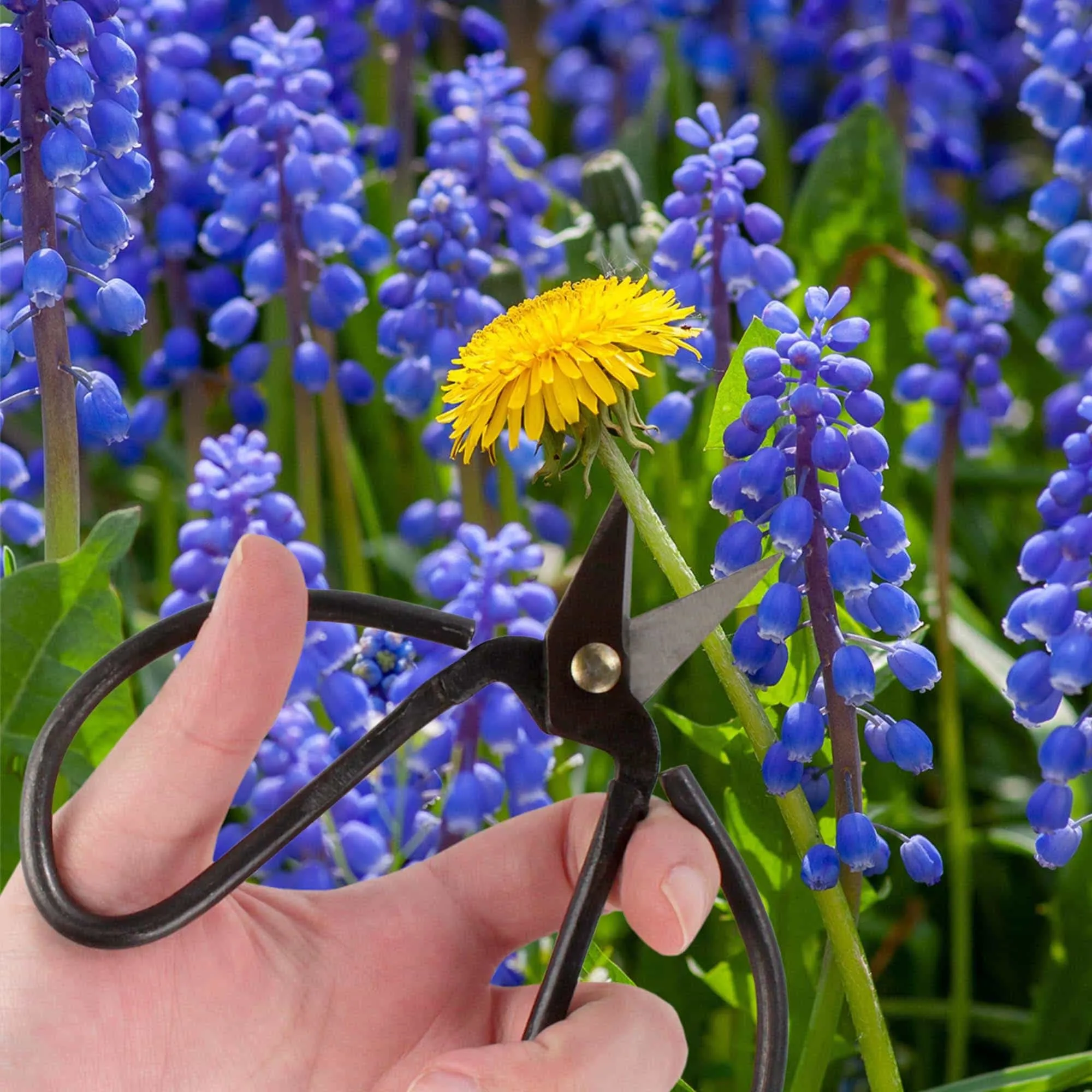 Bonsai Forged Shears