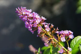 Buddleia Nanho Blue Butterfly Bush