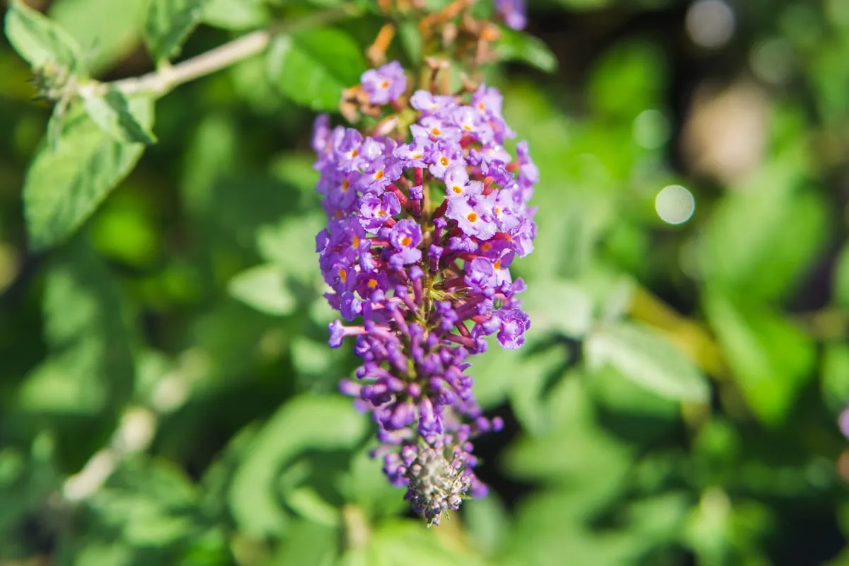 Buddleia Nanho Blue Butterfly Bush