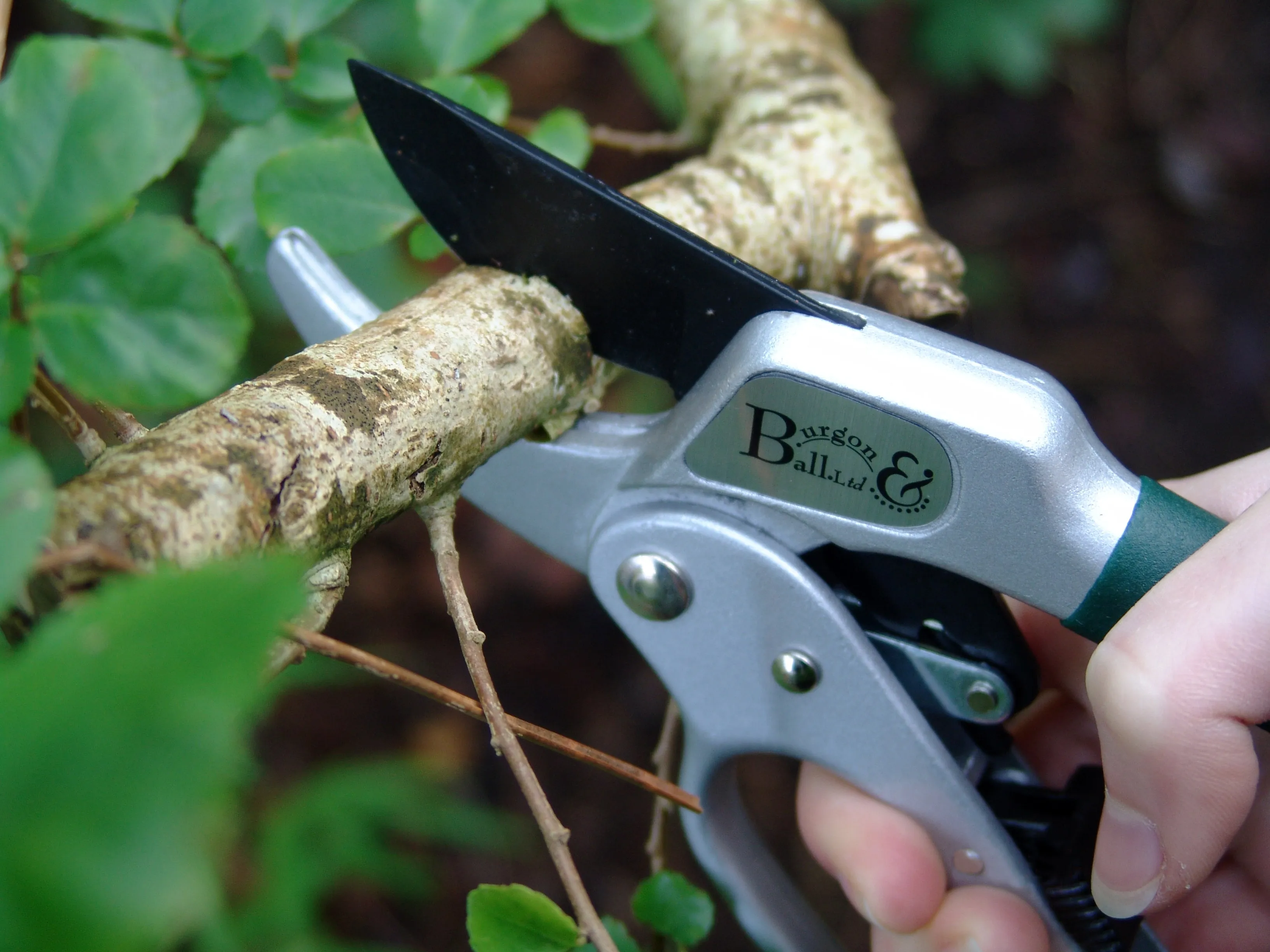 Burgon & Ball RHS Ratchet Pruner