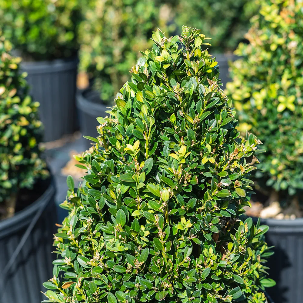 Buxus Green Mountain Boxwood Shrub