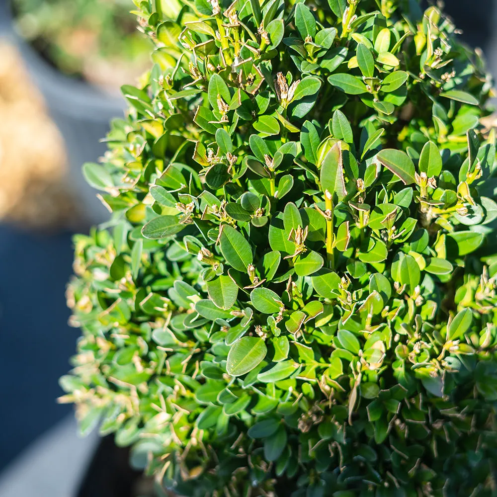 Buxus Green Mountain Boxwood Shrub