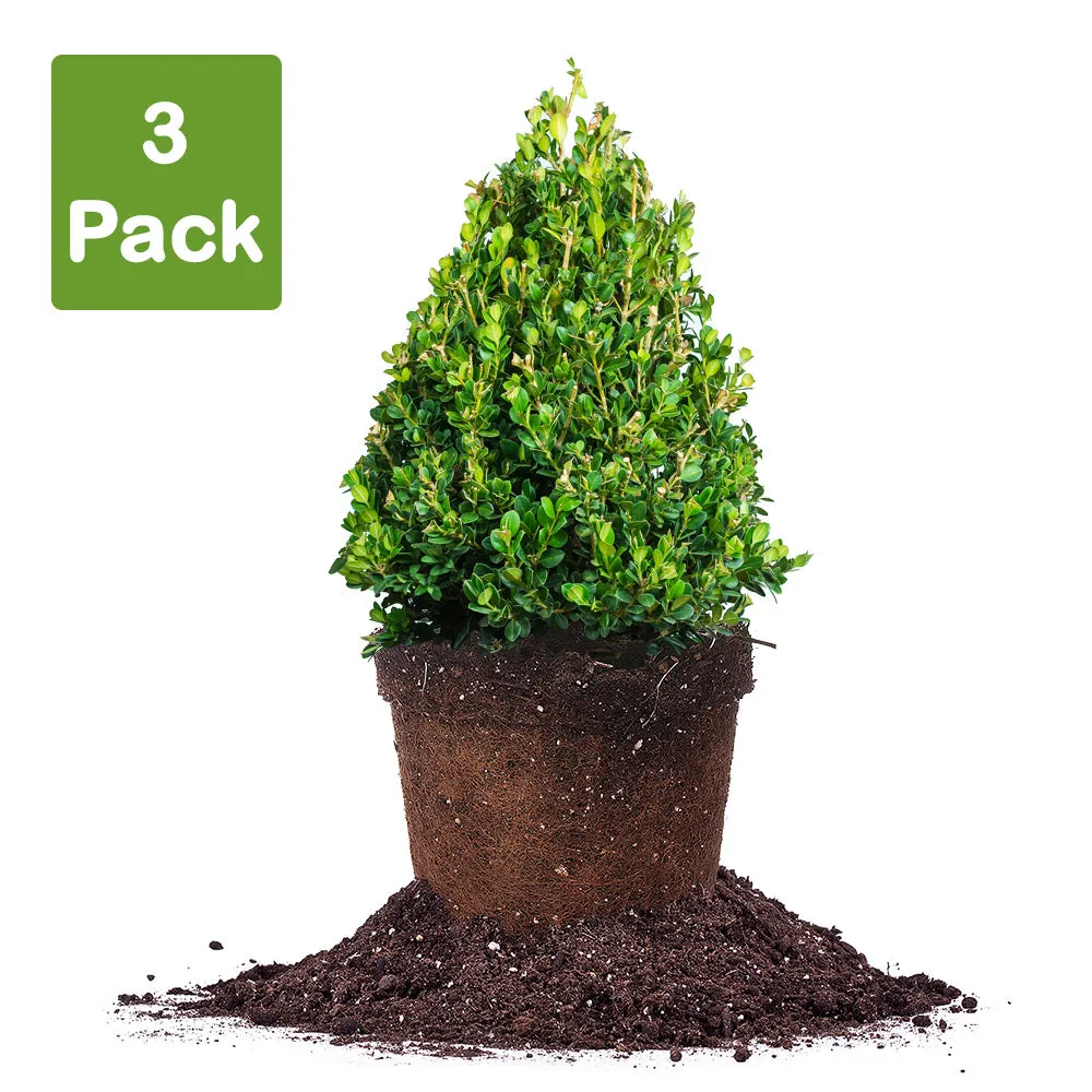 Buxus Green Mountain Boxwood Shrub