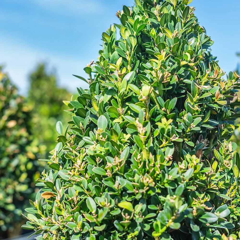 Buxus Green Mountain Boxwood Shrub