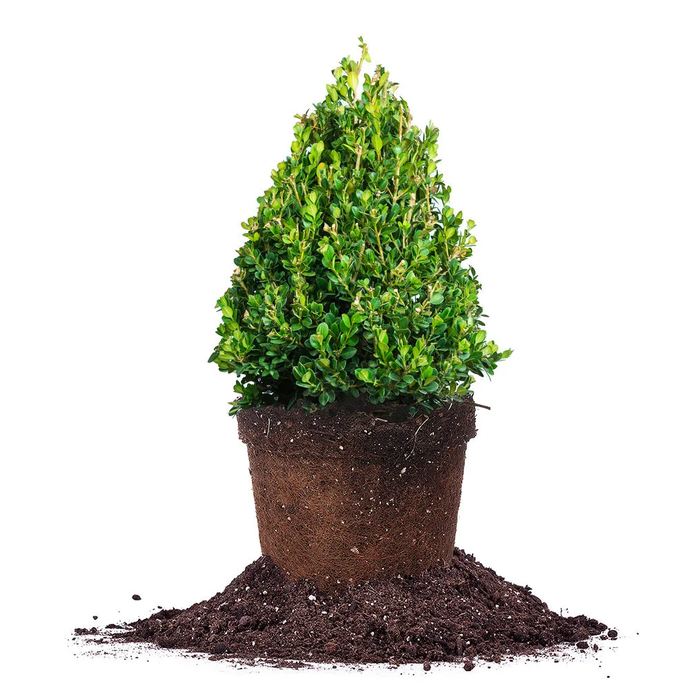 Buxus Green Mountain Boxwood Shrub