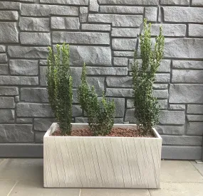 California Rectangle Planter with Sky Pencil Japanese Holly