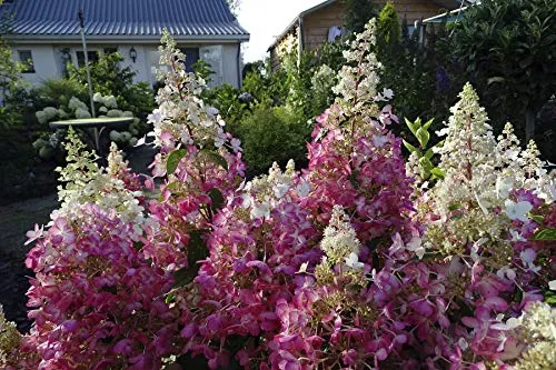 Candelabra™ Panicle Hydrangea