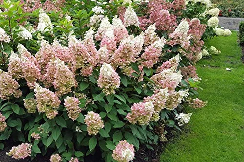 Candelabra™ Panicle Hydrangea