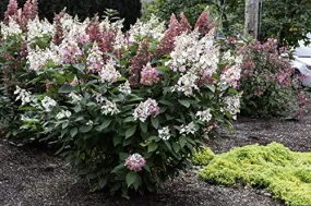 Candelabra™ Panicle Hydrangea