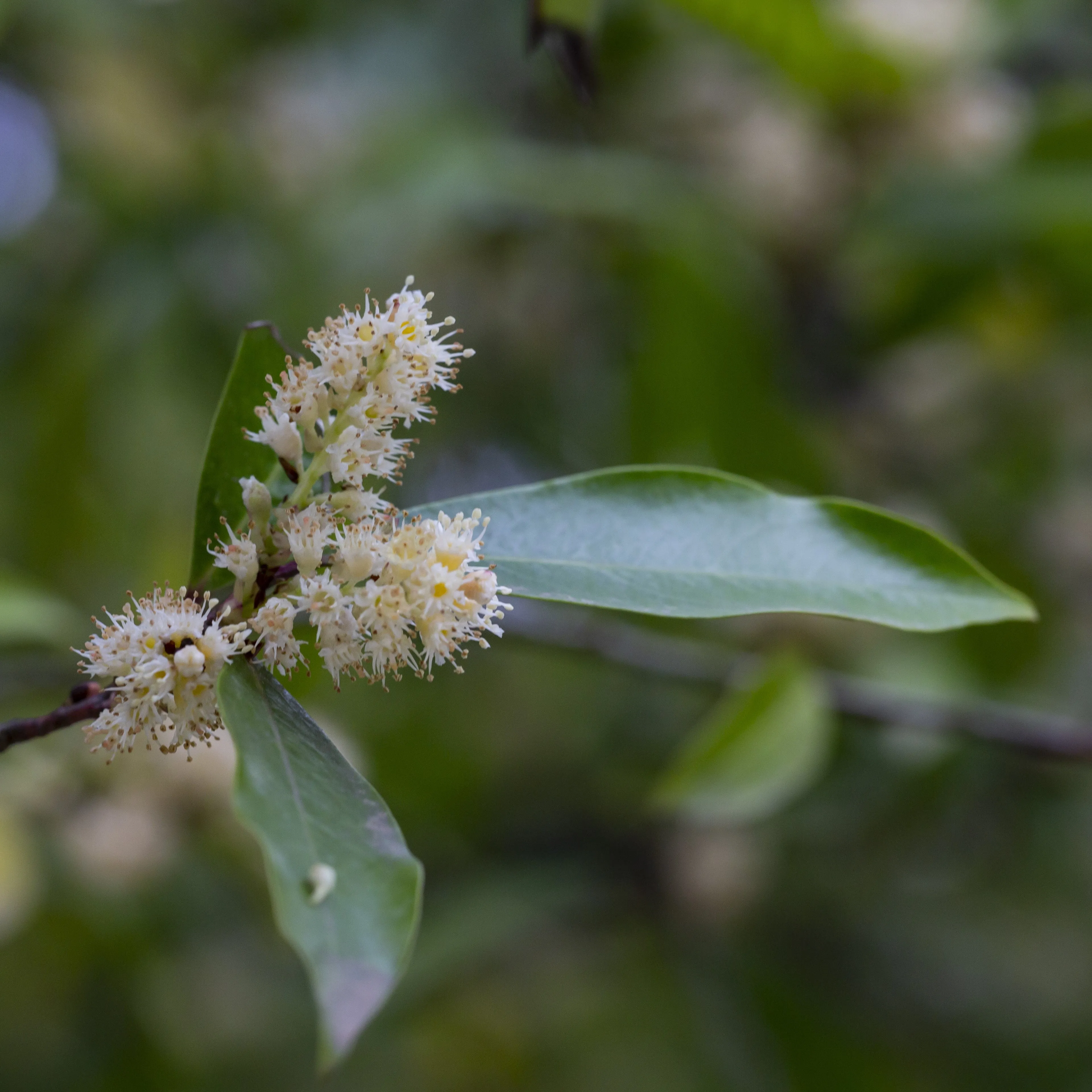 Cherry Laurel Shrub