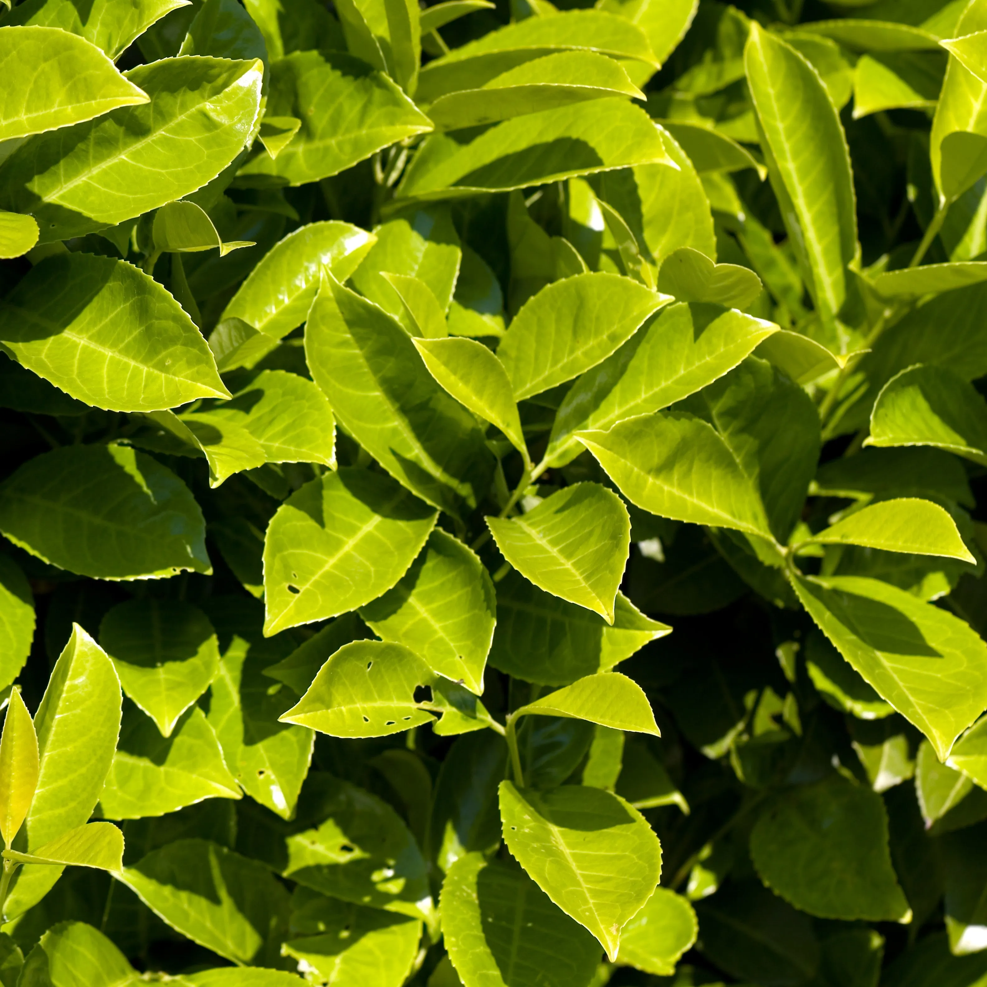 Cherry Laurel Shrub