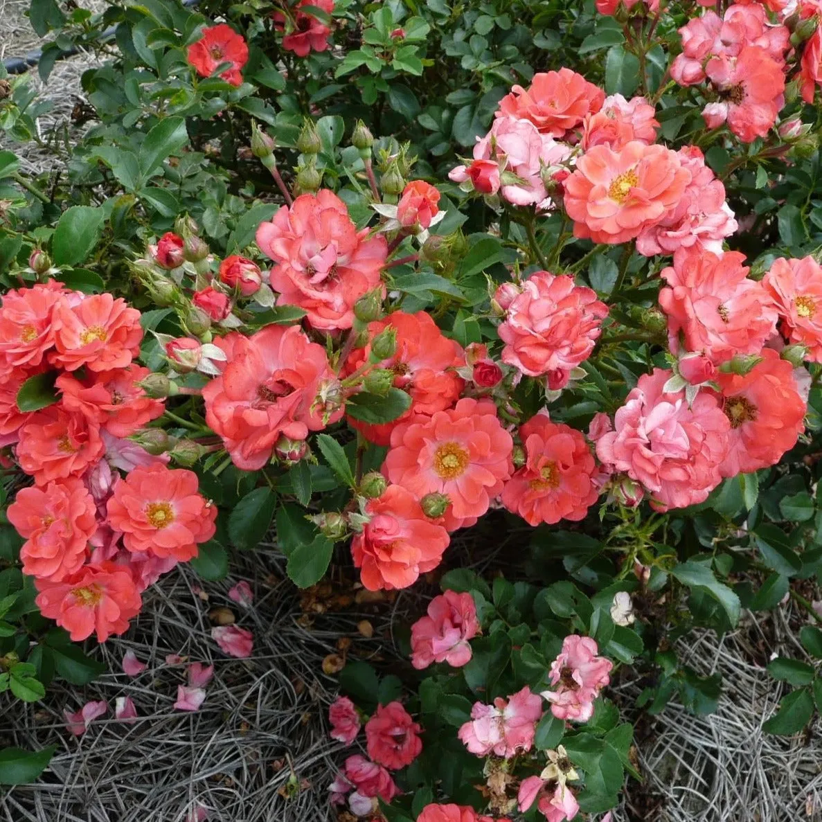 Coral Drift® Rose