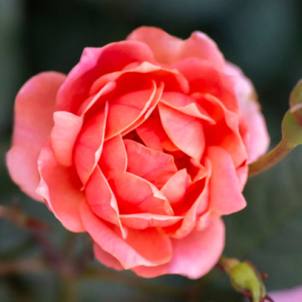 Coral Knock Out® Rose Tree