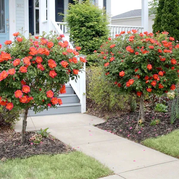 Coral Knock Out® Rose Tree