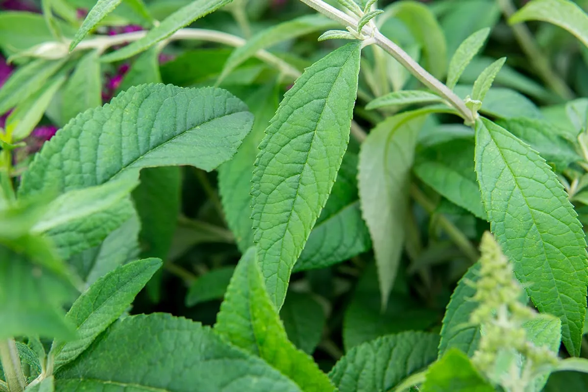 Cranrazz® Butterfly Bush