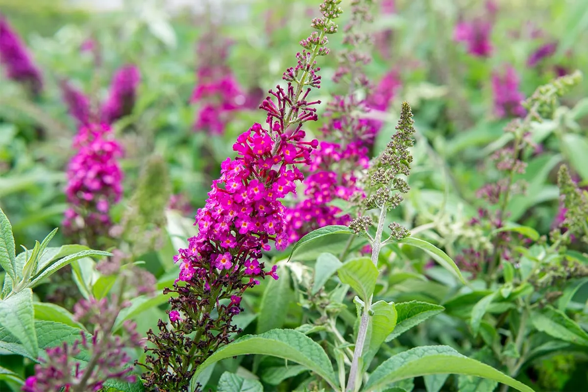 Cranrazz® Butterfly Bush