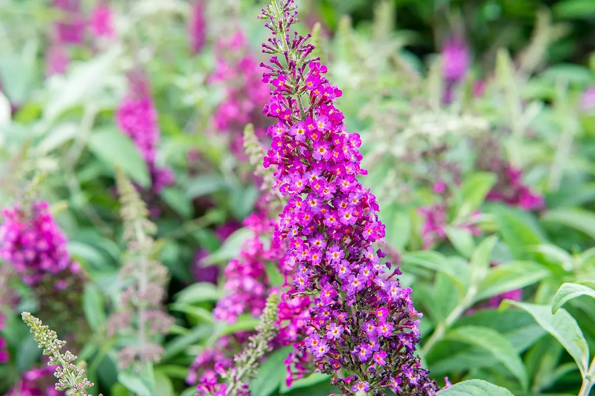 Cranrazz® Butterfly Bush