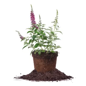 Cranrazz® Butterfly Bush