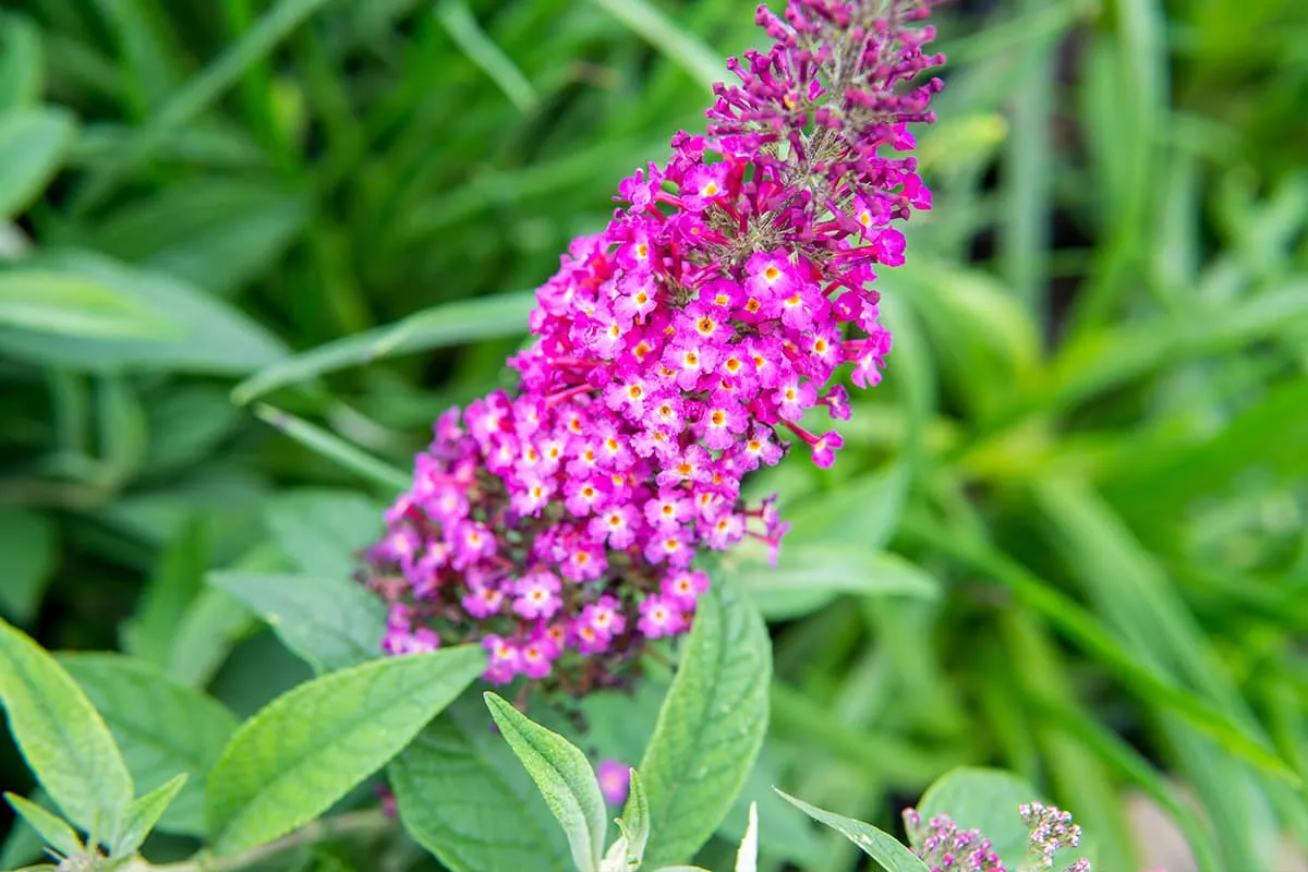 Cranrazz® Butterfly Bush