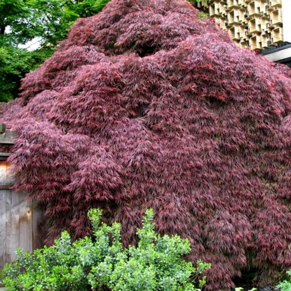 Crimson Queen Japanese Maple