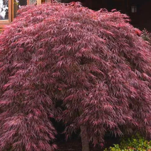 Crimson Queen Japanese Maple