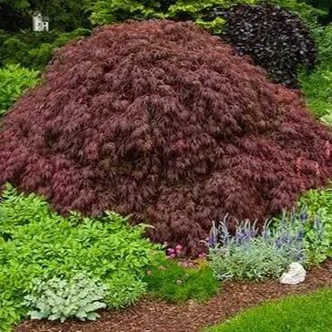 Crimson Queen Japanese Maple