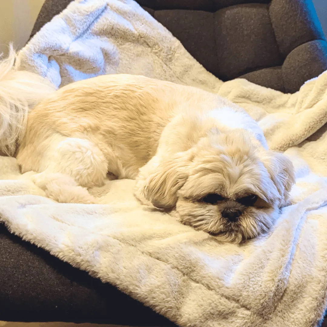 Dog Blanket - Luxury Faux Fur