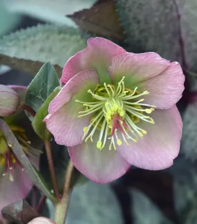 Dorthy's Dawn™ Lenten Rose