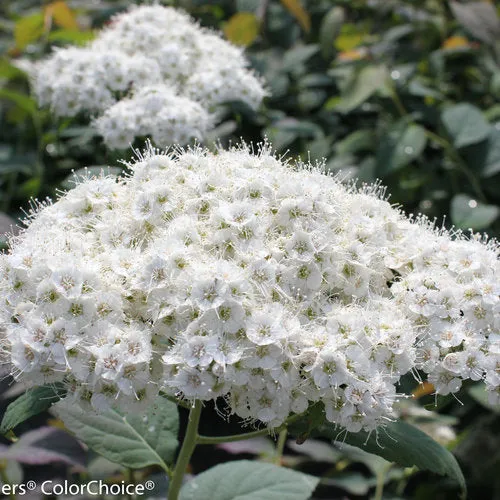 Double Play® Blue Kazoo® Spirea